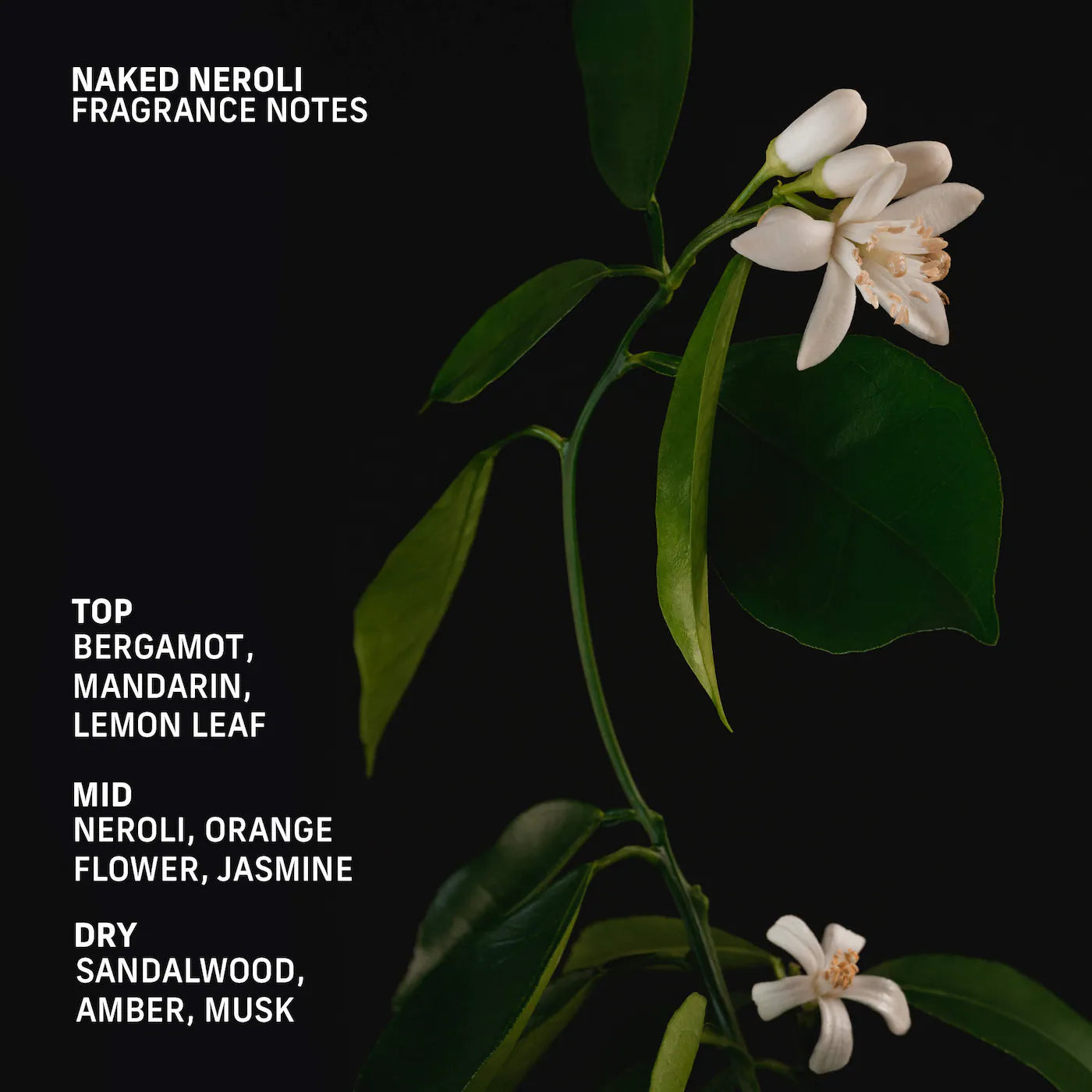 Naked Neroli Roll-On Perfume Oil with Sandalwood and Jasmine